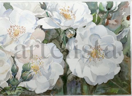 Flores