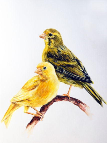 Canario
