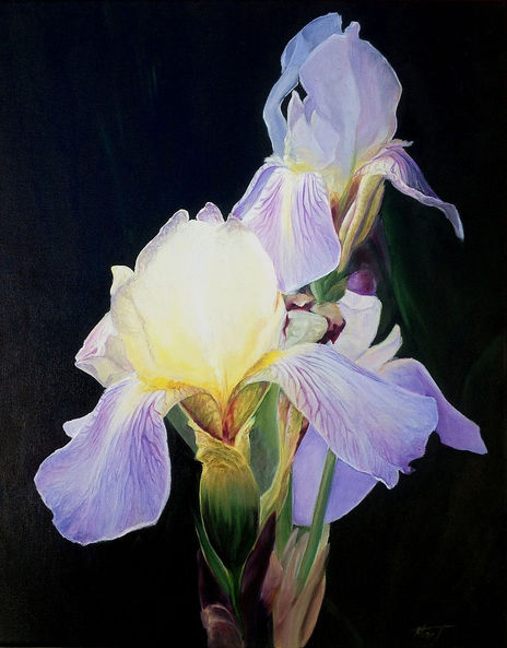 Iris