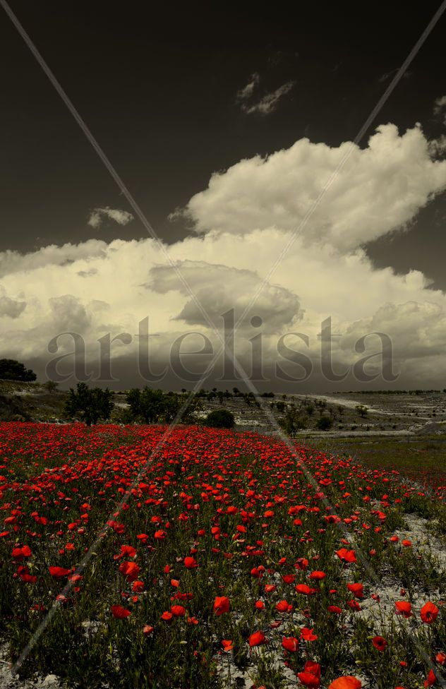 Flores