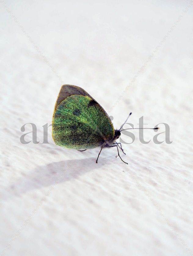 Mariposa
