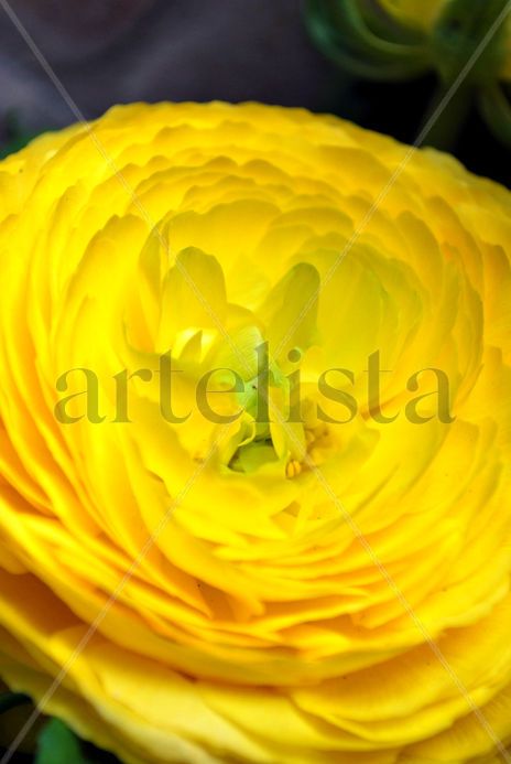 Flor de papel