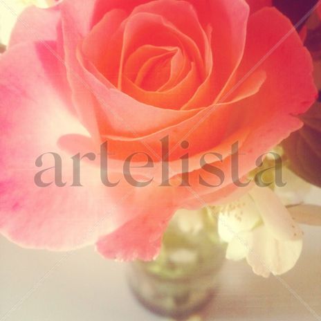 Rosa Pink