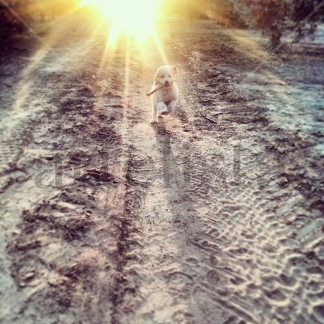 Aquiles 1