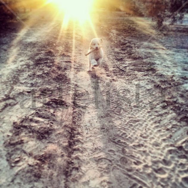 Aquiles 1