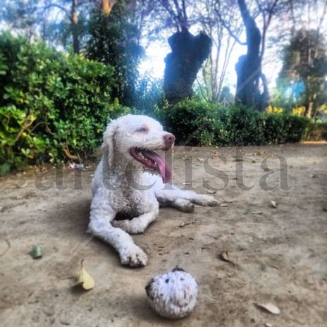 Aquiles 2