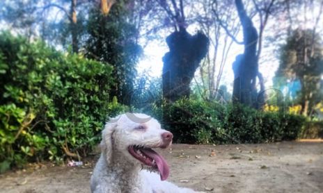 "Aquiles, el atleta"