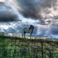 Caballo de tormenta