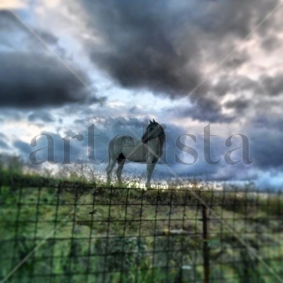 Caballo de tormenta Naturaleza Color (Digital)