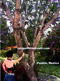 Un Jardín Místico