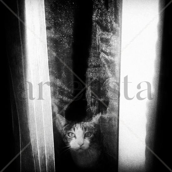 Espía felino Nature Black and White (Digital)