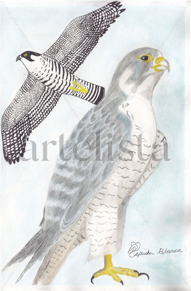 Halcón Peregrino