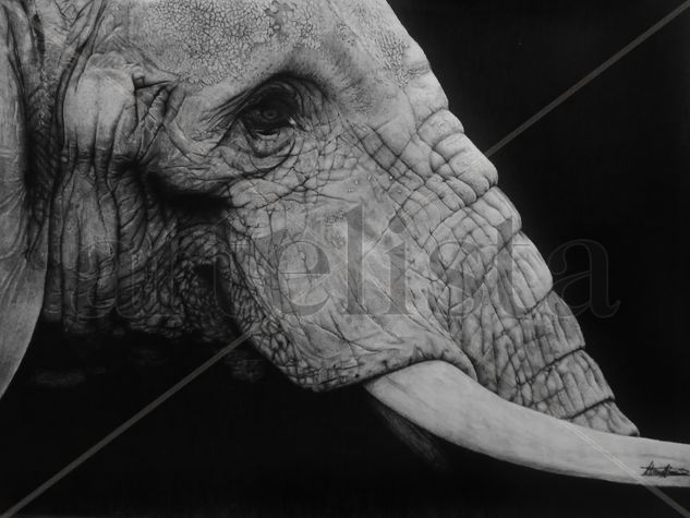 Dark Elephant Pencil