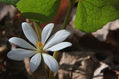 Bloodroot (Sanguinaria canadensis)