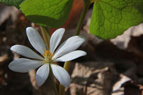 Bloodroot...