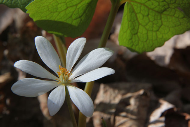 Bloodroot (Sanguinaria canadensis) Naturaleza Color (Digital)