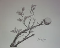 Lemon tree branch