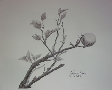 Lemon tree branch