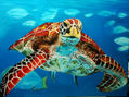 tortuga caribeña