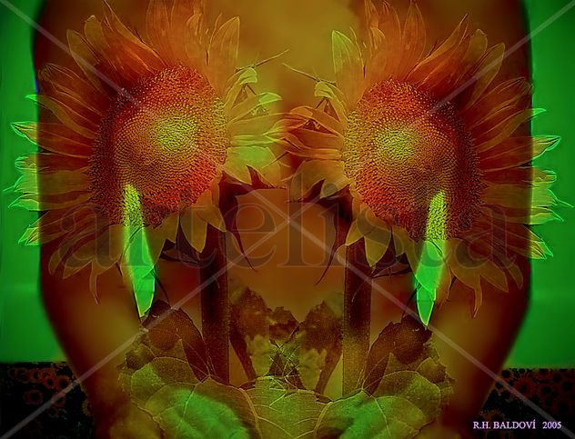 Girasoles
