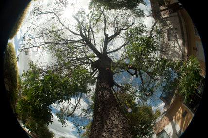 Arbol de la sabiduria