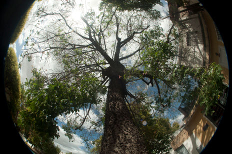 Arbol de la sabiduria