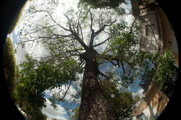 Arbol de la sabiduria