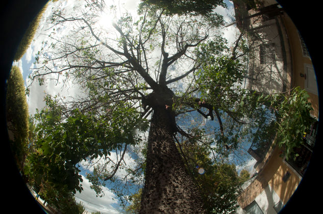 Arbol de la sabiduria Nature Color (Digital)