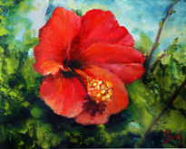 Hibiscus