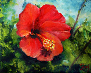 Hibiscus