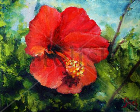 Hibiscus