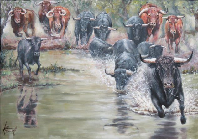 Estampida de toros cruzando el rio