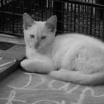 animales thumbnail 1
