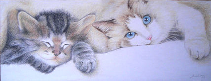 Gatos