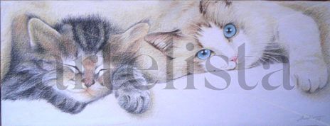 Gatos