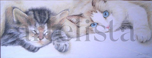gatos