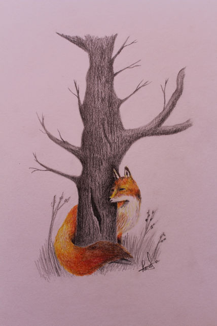 Fox.