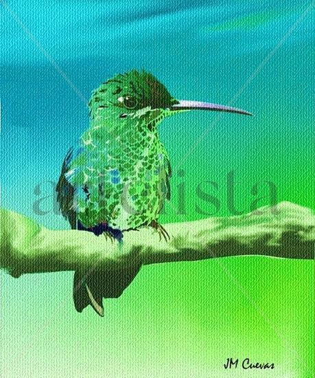 Colibri 