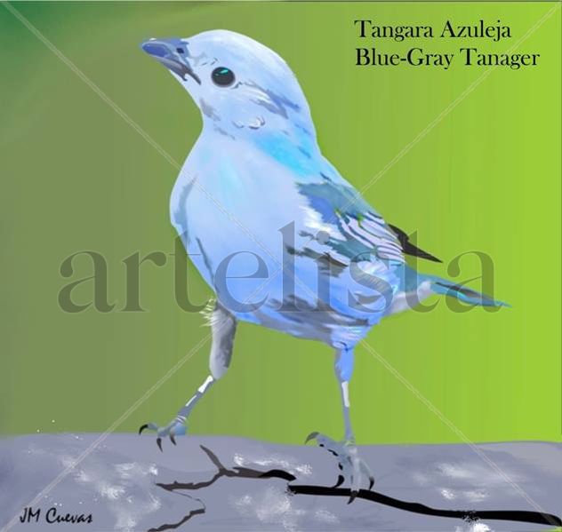 Tangara azuleja