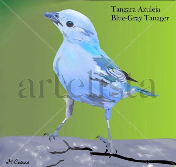 Tangara azuleja 