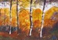 Bosc a la tardor