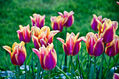 Tulipanes