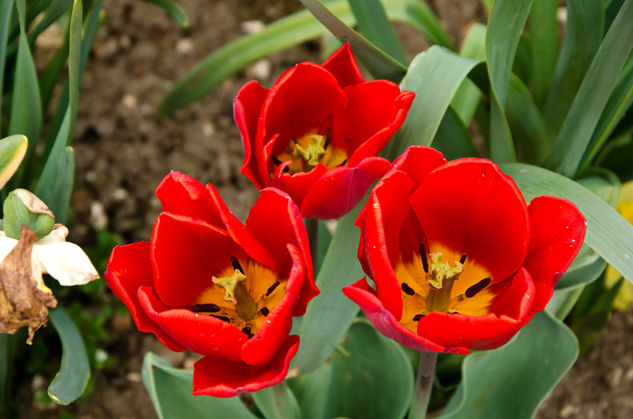 tulipanes Naturaleza Color (Digital)