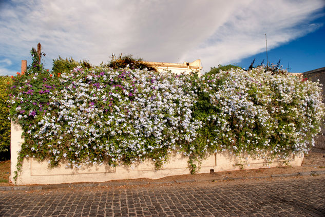 Muro florido Naturaleza Color (Digital)