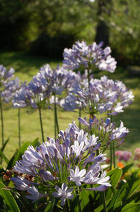 Explosión de flores