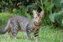 Gato en la selva