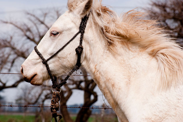 Caballo blanco Retrato Color (Digital)