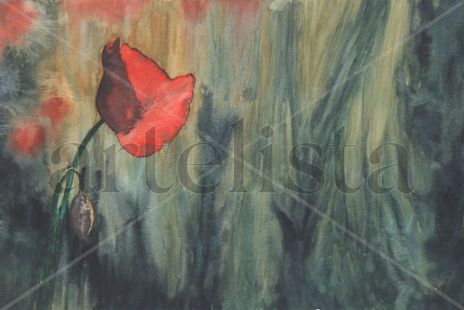 Amapola