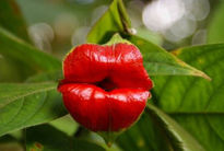 Un beso y una flor