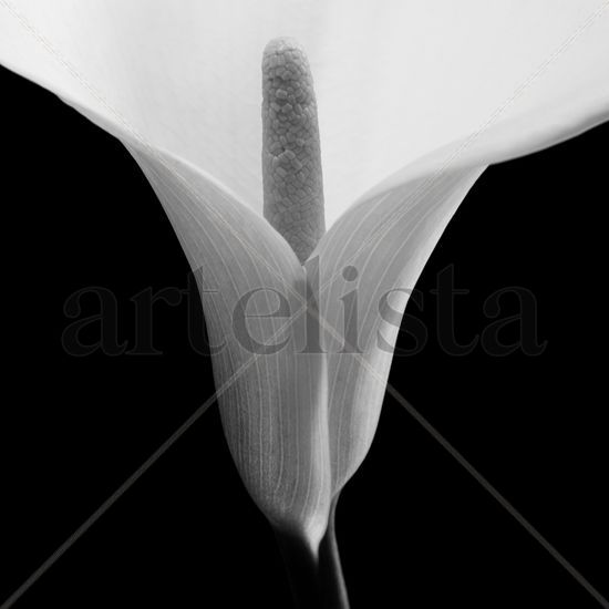 Zantedeschia aethiopica Bodegones Blanco y Negro (Digital)